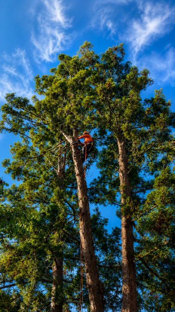 Tree trimming and pruning service in San Mateo County