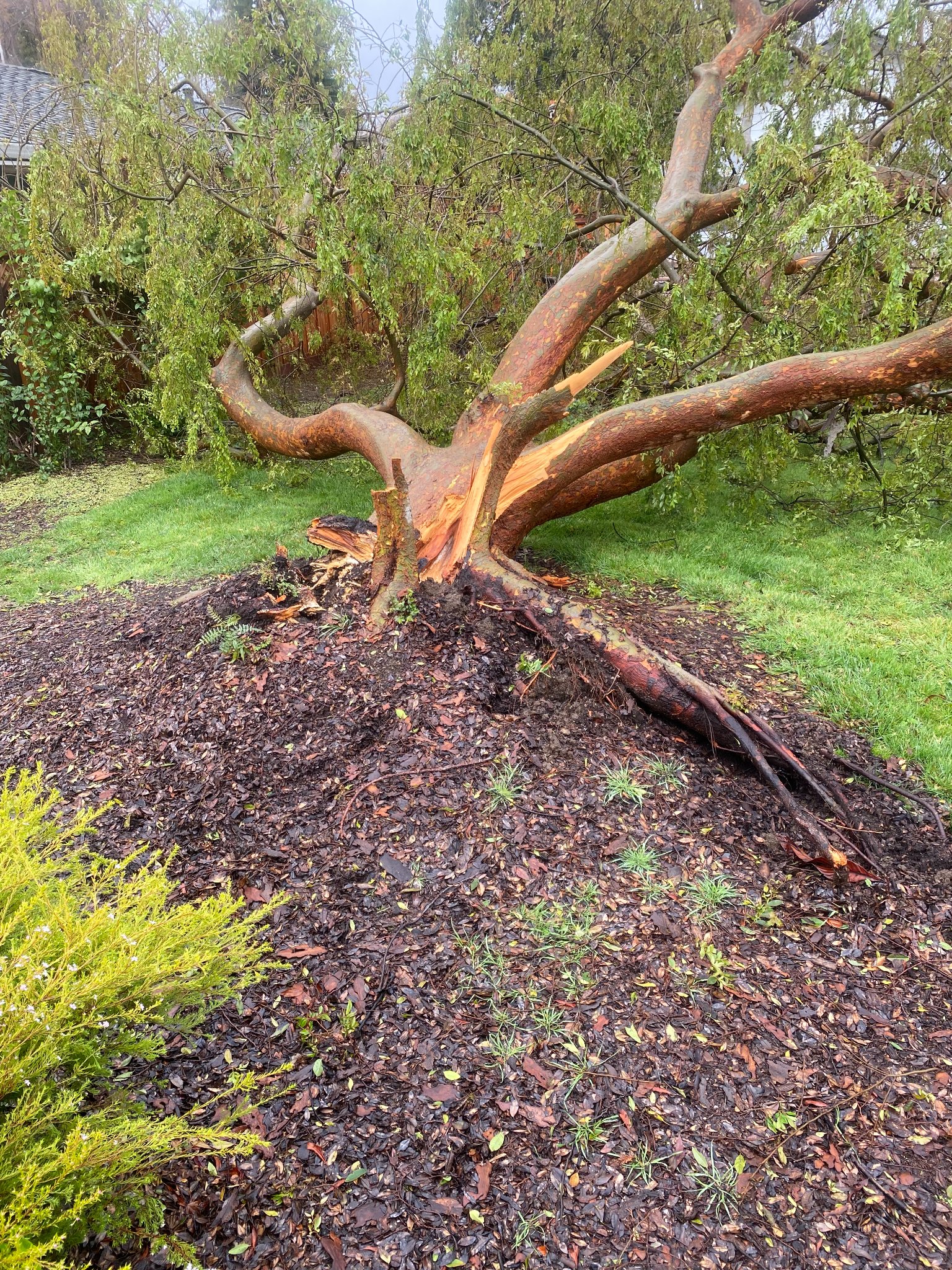 Emergency tree removal for fallen tree